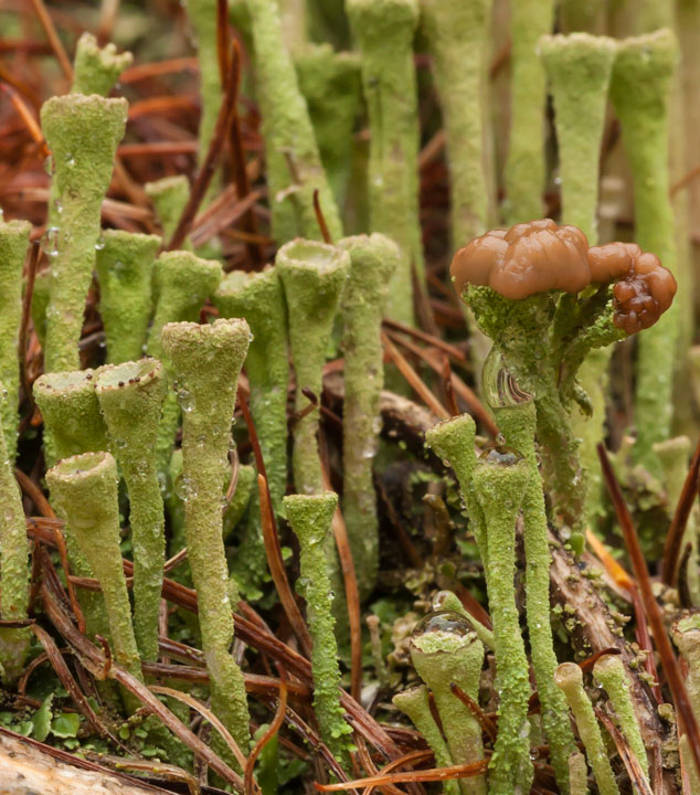 Cladonia e poi?