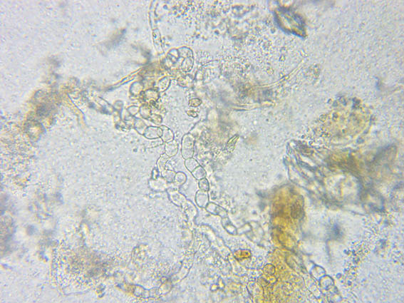 aiuto identificazione