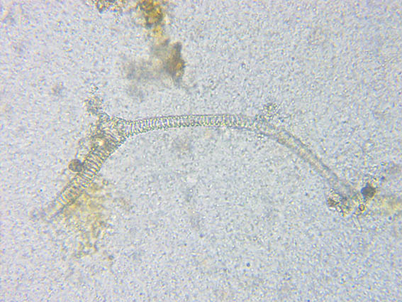 aiuto identificazione