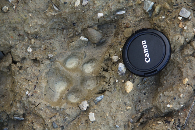 Impronta da identificare