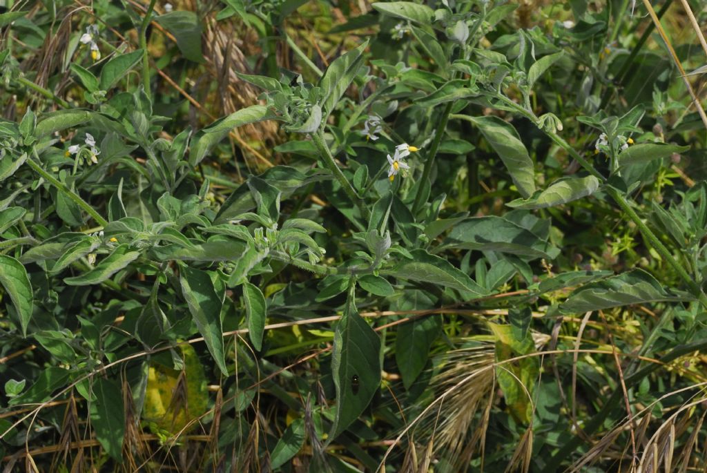 Solanum nigrum L. ?