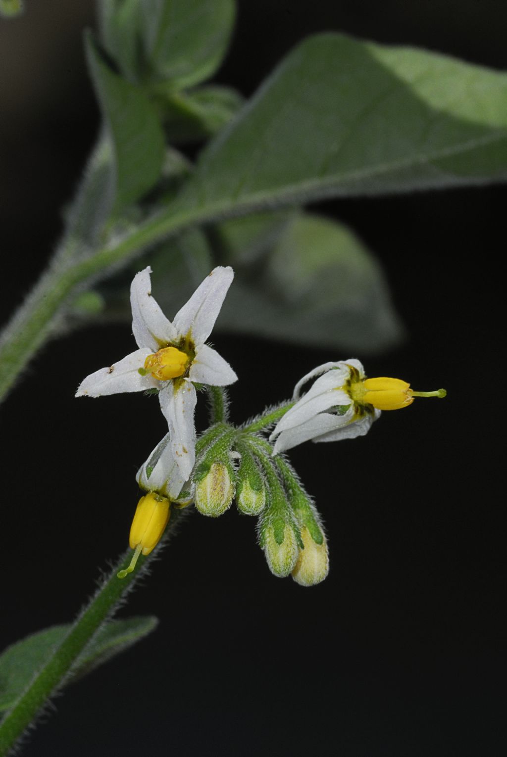 Solanum nigrum L. ?