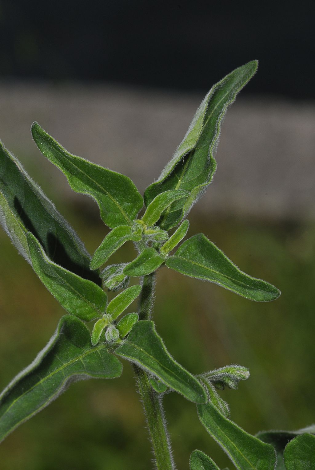 Solanum nigrum L. ?