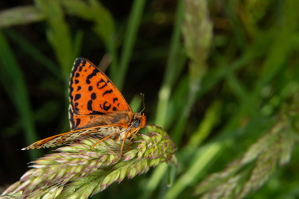 Melitaea didyma (Nymphalidae)