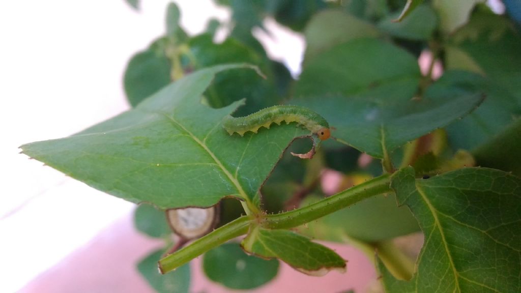 Argidae su rosa?: No, Allantus cinctus, Tenthredinidae Allantinae