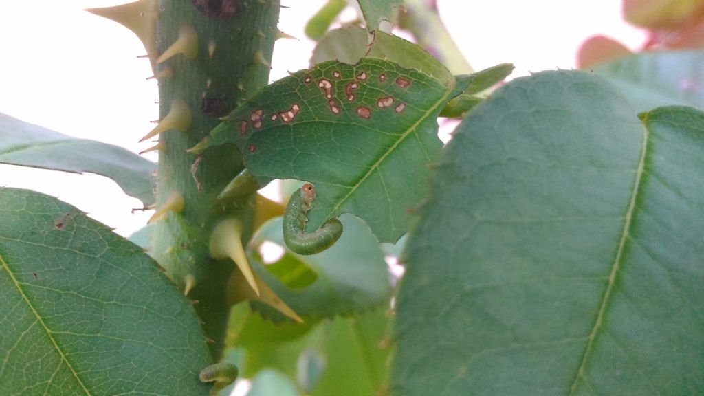 Argidae su rosa?: No, Allantus cinctus, Tenthredinidae Allantinae