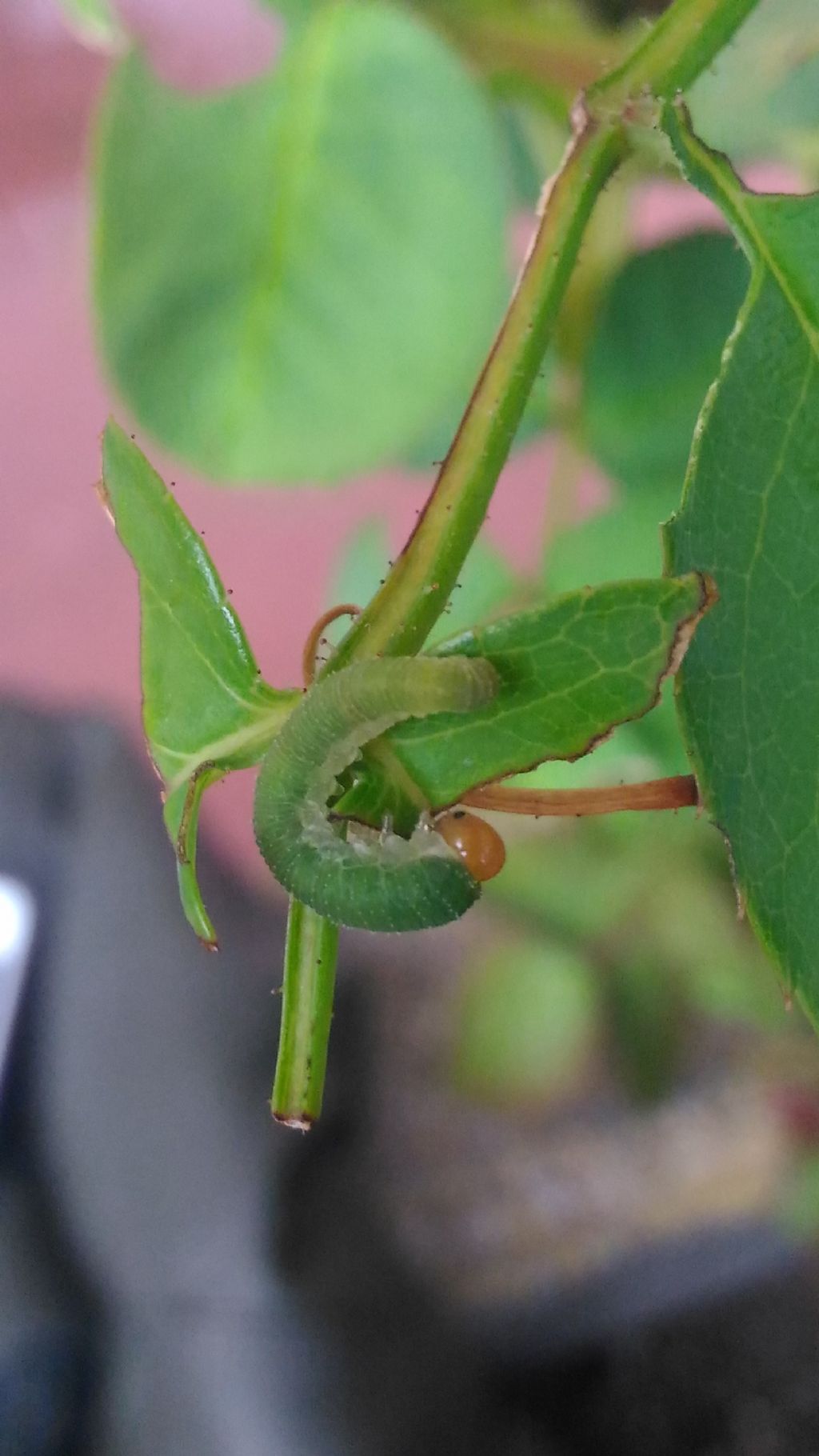 Argidae su rosa?: No, Allantus cinctus, Tenthredinidae Allantinae