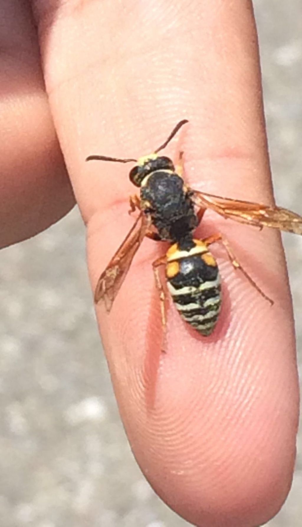 Vespidae Eumeninae: Tropidodynerus interruptus tricolor