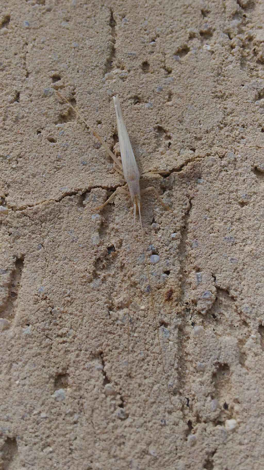 Oecanthus pellucens, femmina    (Oecanthidae)