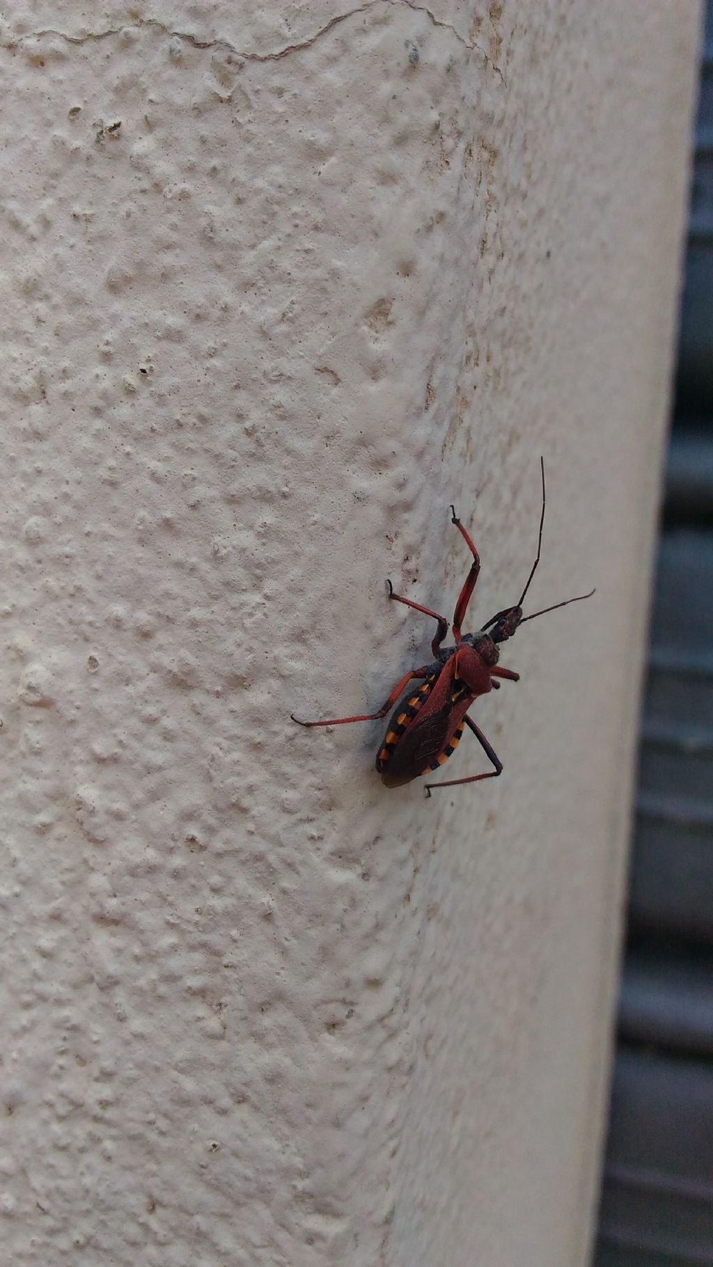 Quale Rhynocoris? Rhynocoris erythtropus