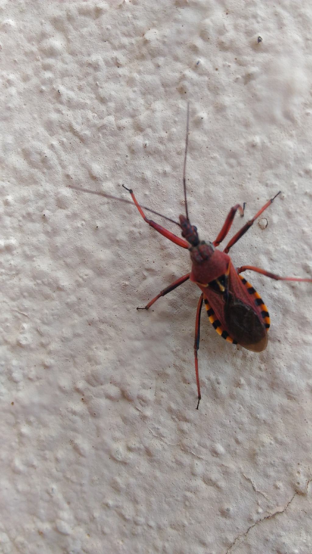 Quale Rhynocoris? Rhynocoris erythtropus