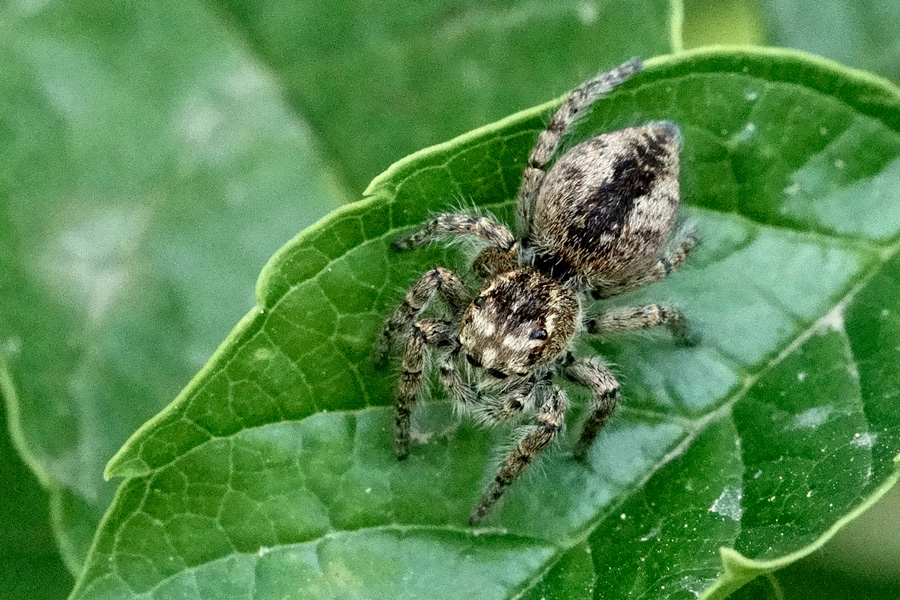 Philaeus chrysops, femmina -