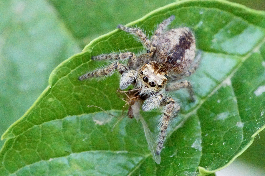 Philaeus chrysops, femmina -