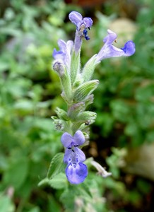 Lamiacea