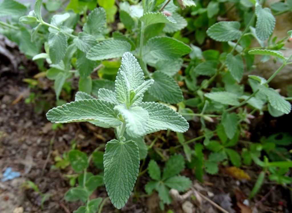 Lamiacea