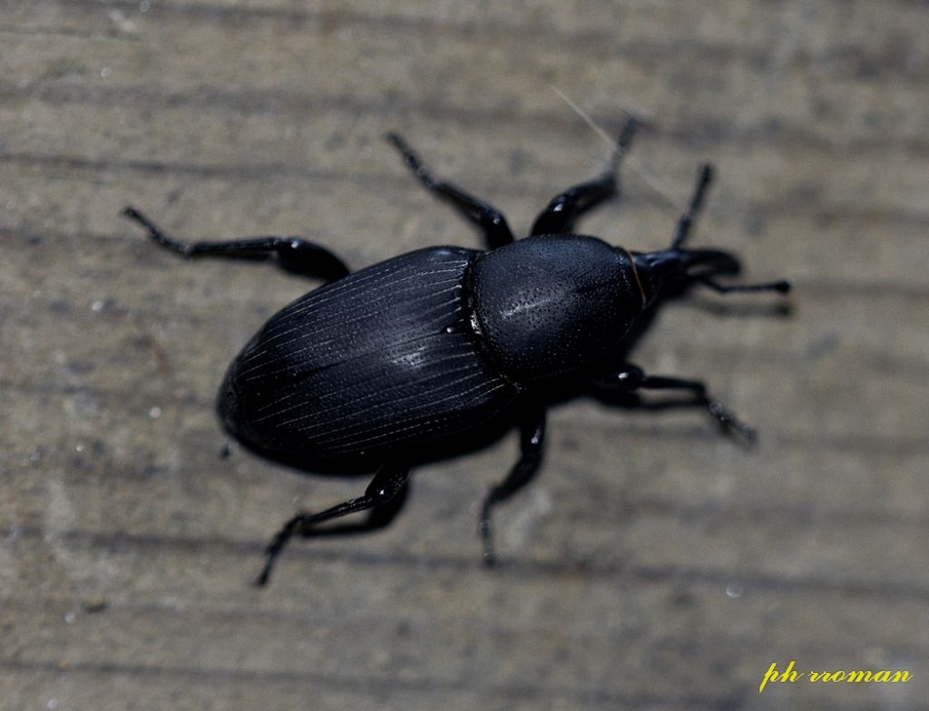 Curculionidae ?  No, Dryophthoridae: Sphenophorus sp.