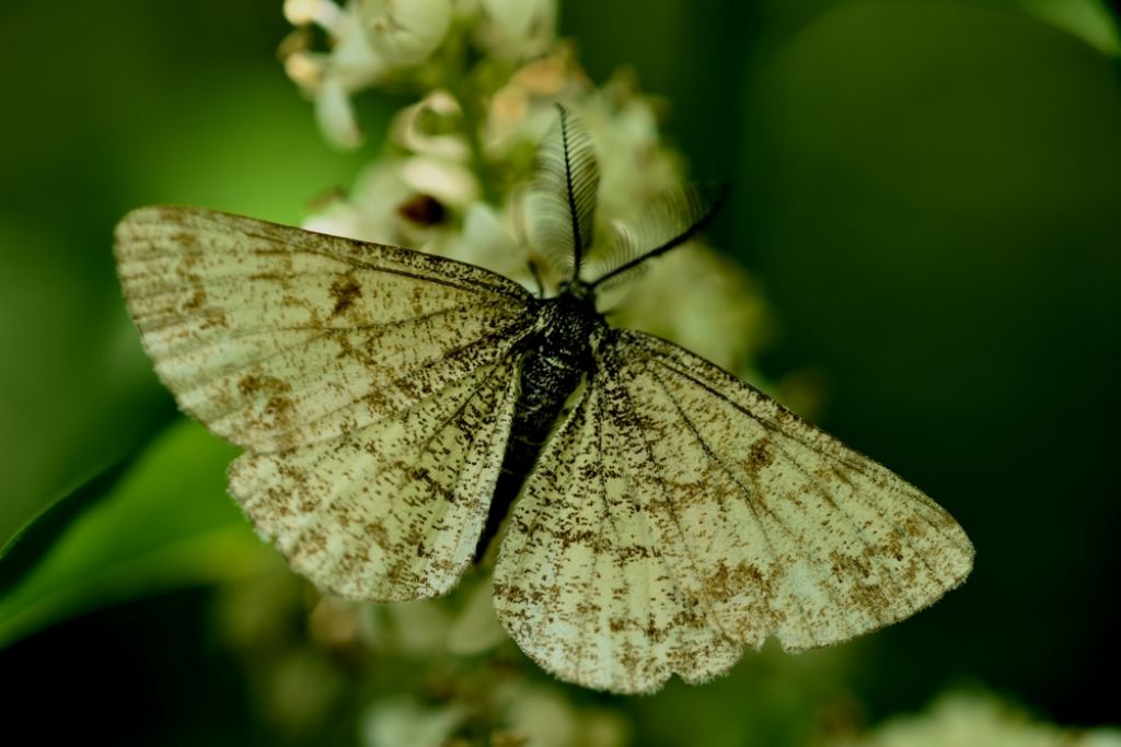 Falena, ID? Ematurga atomaria - Geometridae