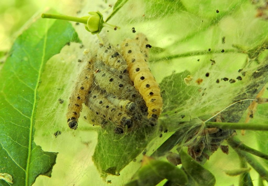 Bruco da ID - Yponomeuta sp.,  Yponomeutidae