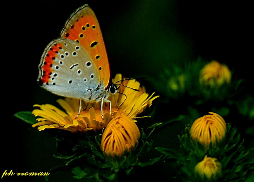 Lycaena dispar, m. - Lycaenidae