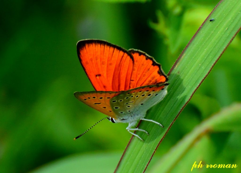 Lycaena dispar, m. - Lycaenidae