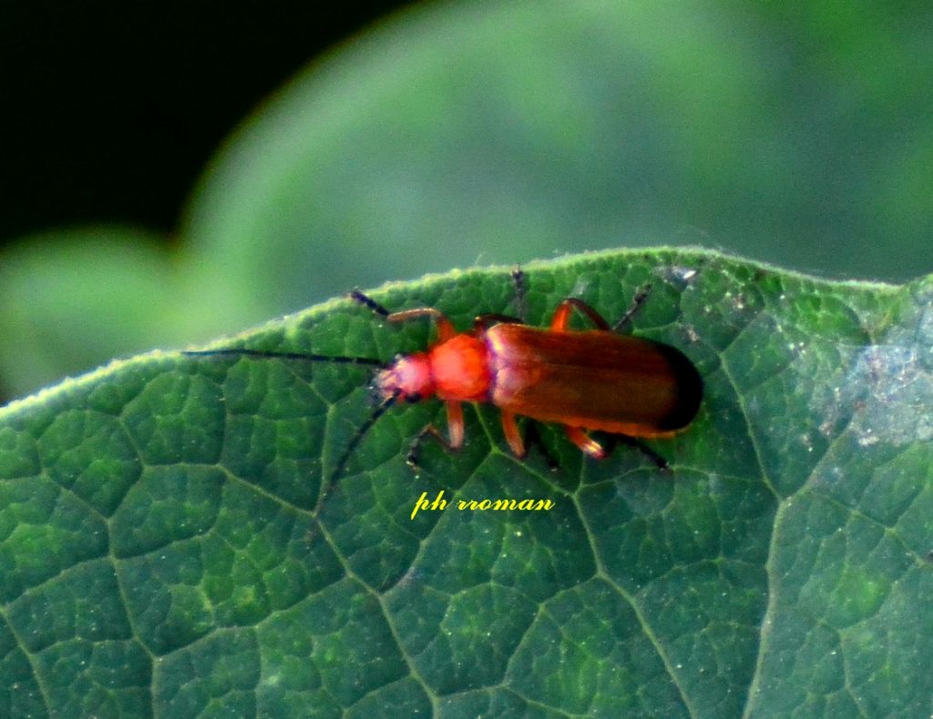 Rhagonycha fulva?  Sì !