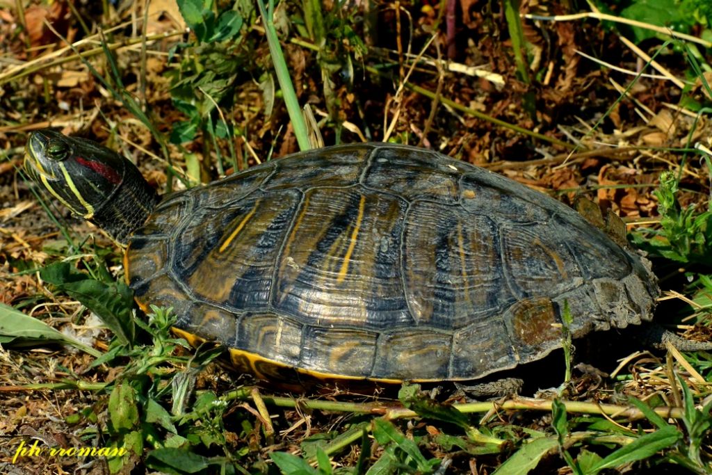 Trachemys scripta