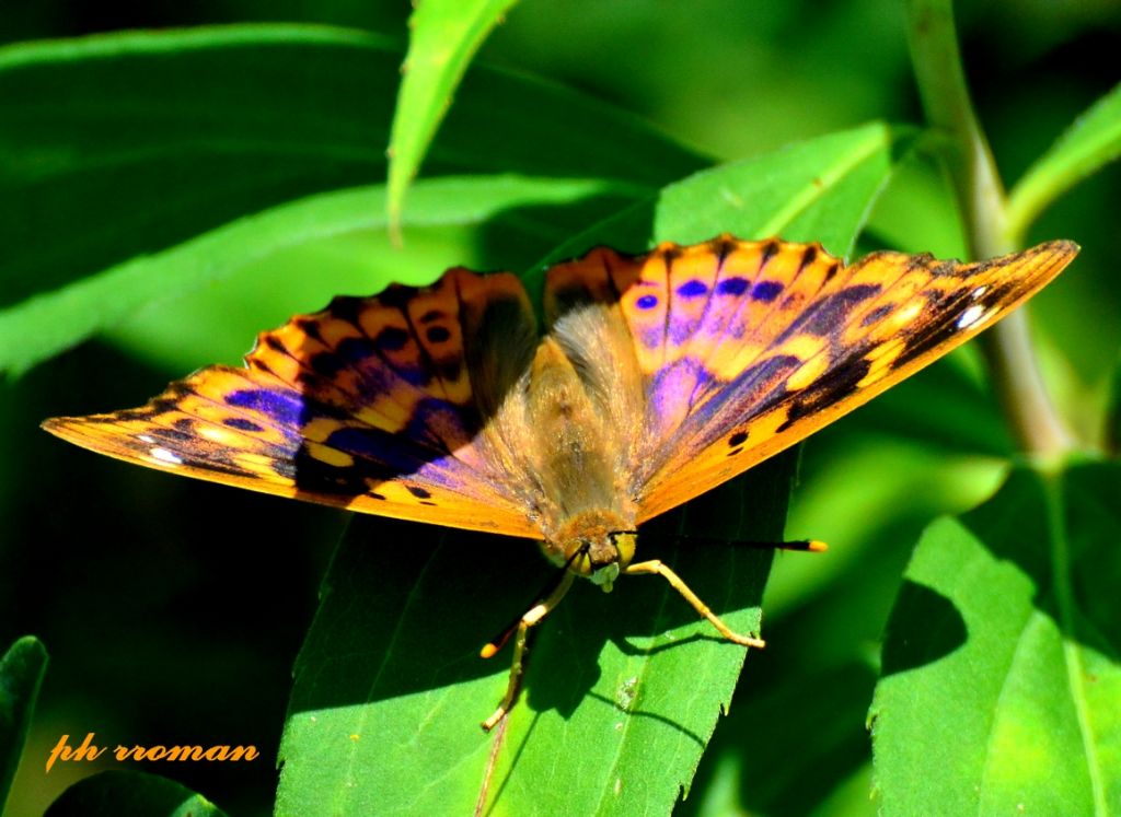 Apatura ilia, forma clytie? S (e Aglais io)