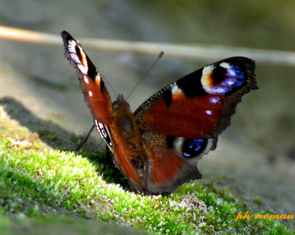 Apatura ilia, forma clytie? S (e Aglais io)