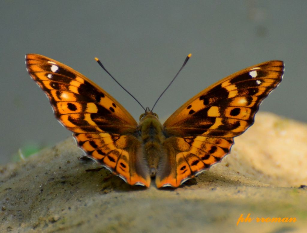Apatura ilia, forma clytie? S (e Aglais io)