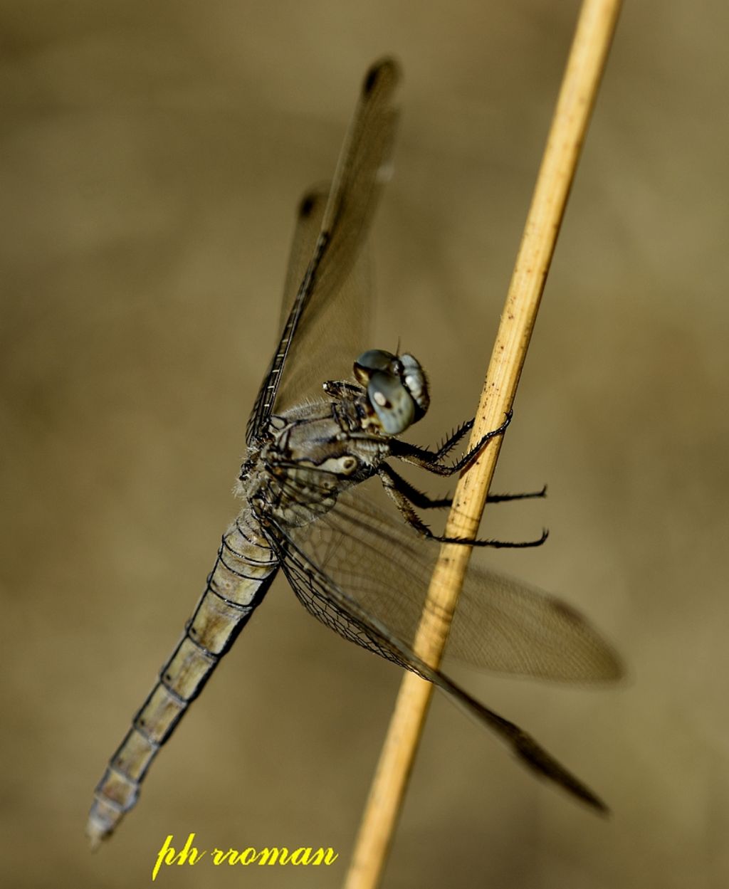 Orthetrum brunneum?