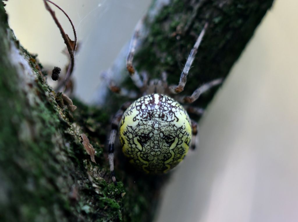 Araneus diadematus o marmoreus?   A. marmoreus  - Piacenza