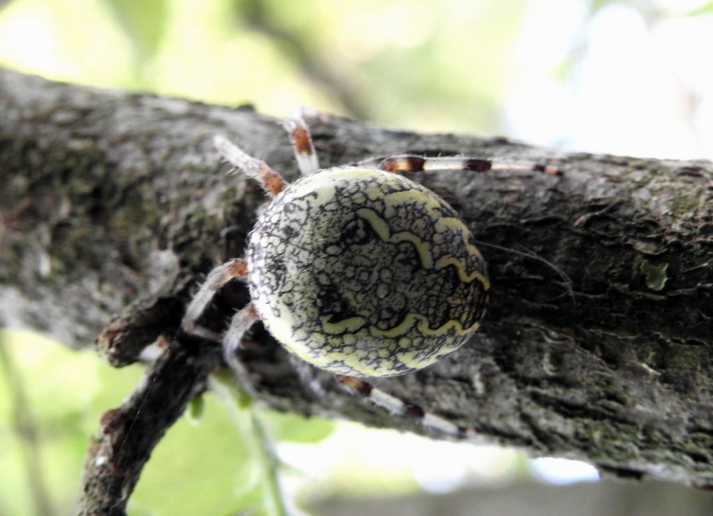 Araneus diadematus o marmoreus?   A. marmoreus  - Piacenza