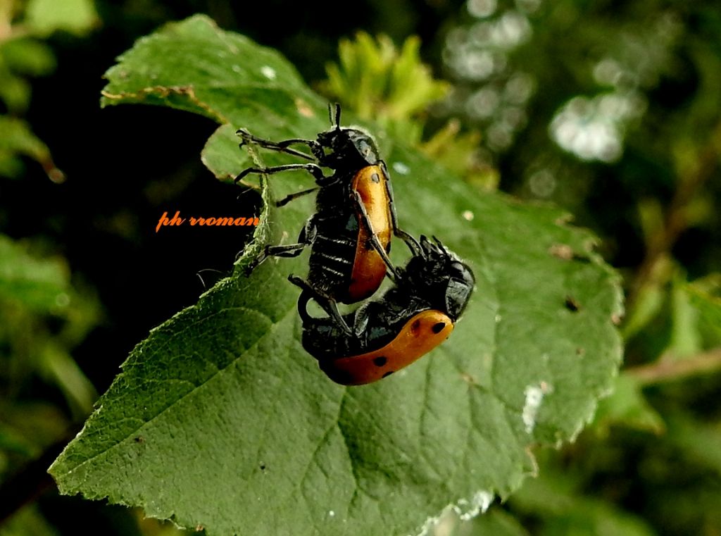 E'' un Coccinellidae? No, Chrysomelidae, Lachnaia italica