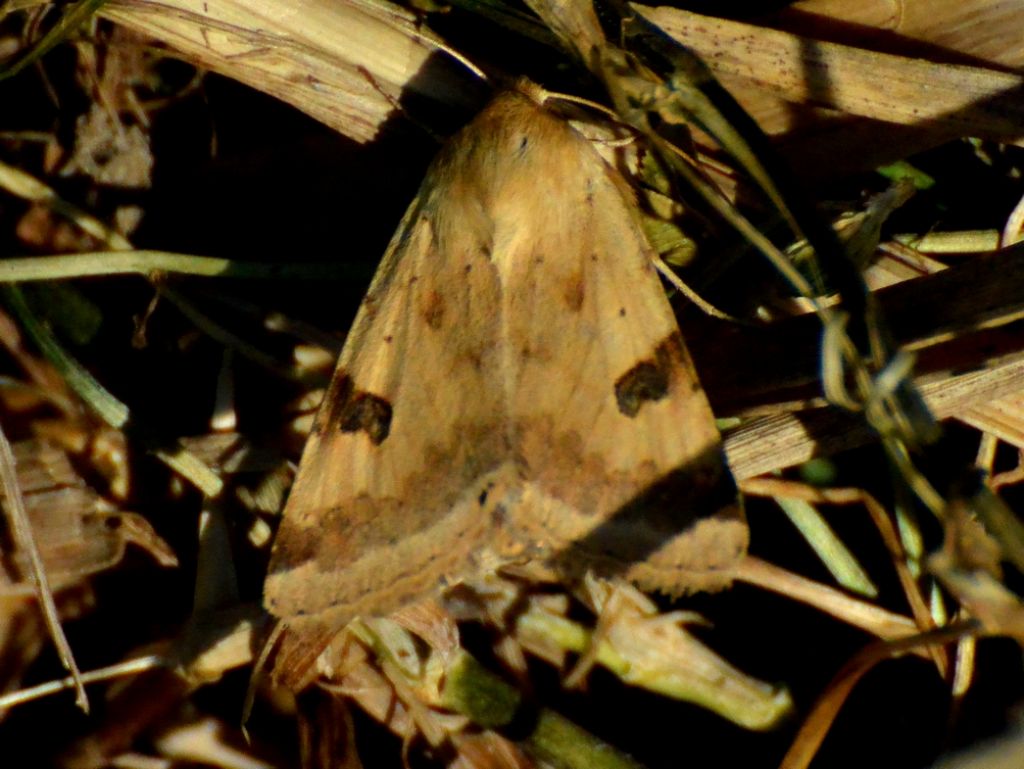 Aiuto id!! Heliothis peltigera - Noctuidae