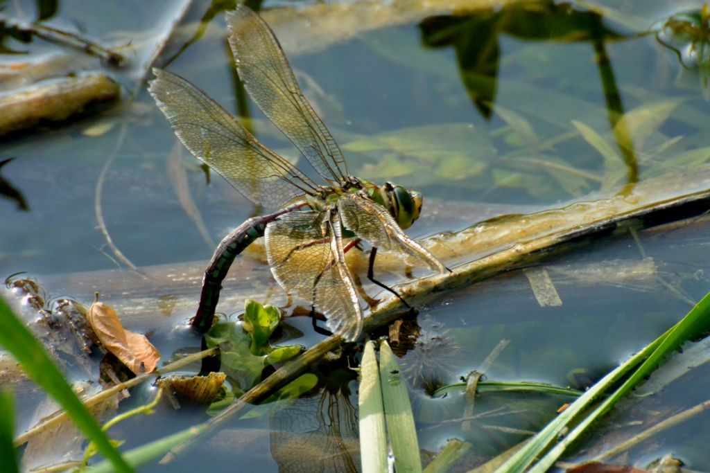 Anax imperator f. ?