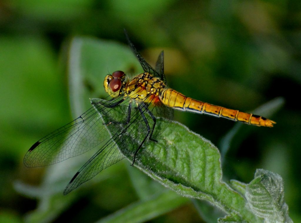 Sympetrum striolatum f. ?