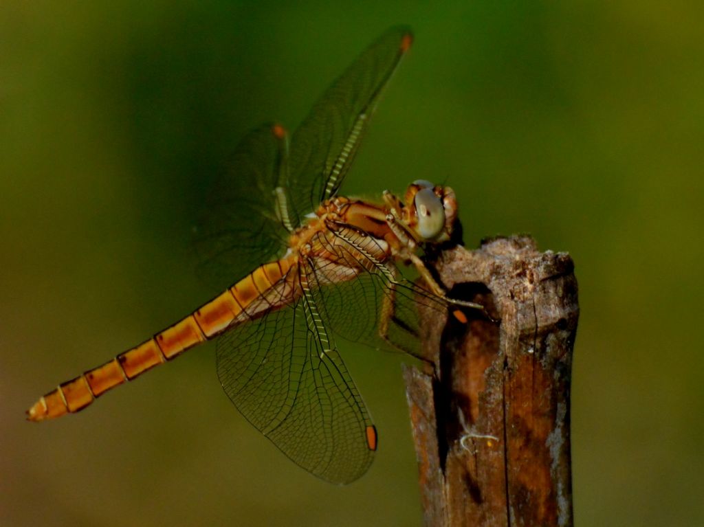 Orthetrum brunneum f.