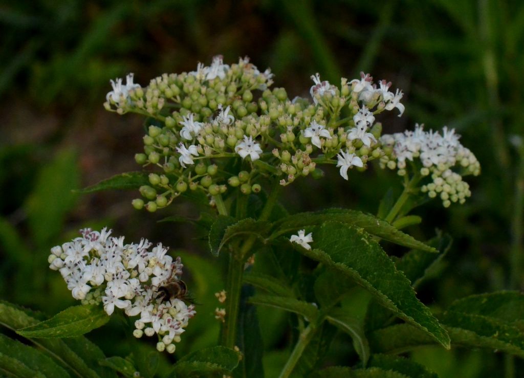 Sambucus ebulus (Adoxaceae)