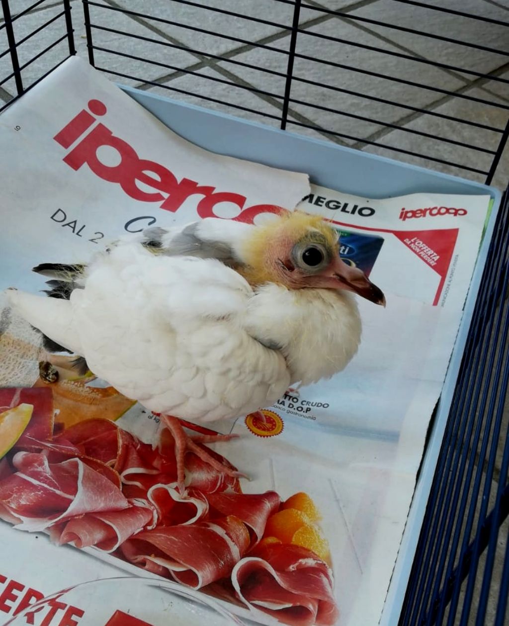 pullo di Piccione  (Columba livia domestica)