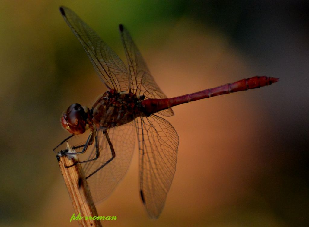 Crocothemis o Sympetrum? Sympetrum meridionale, maschio