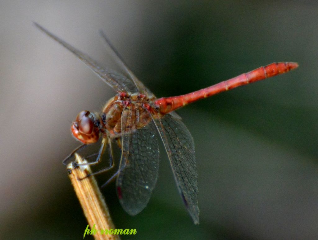 Crocothemis o Sympetrum? Sympetrum meridionale, maschio