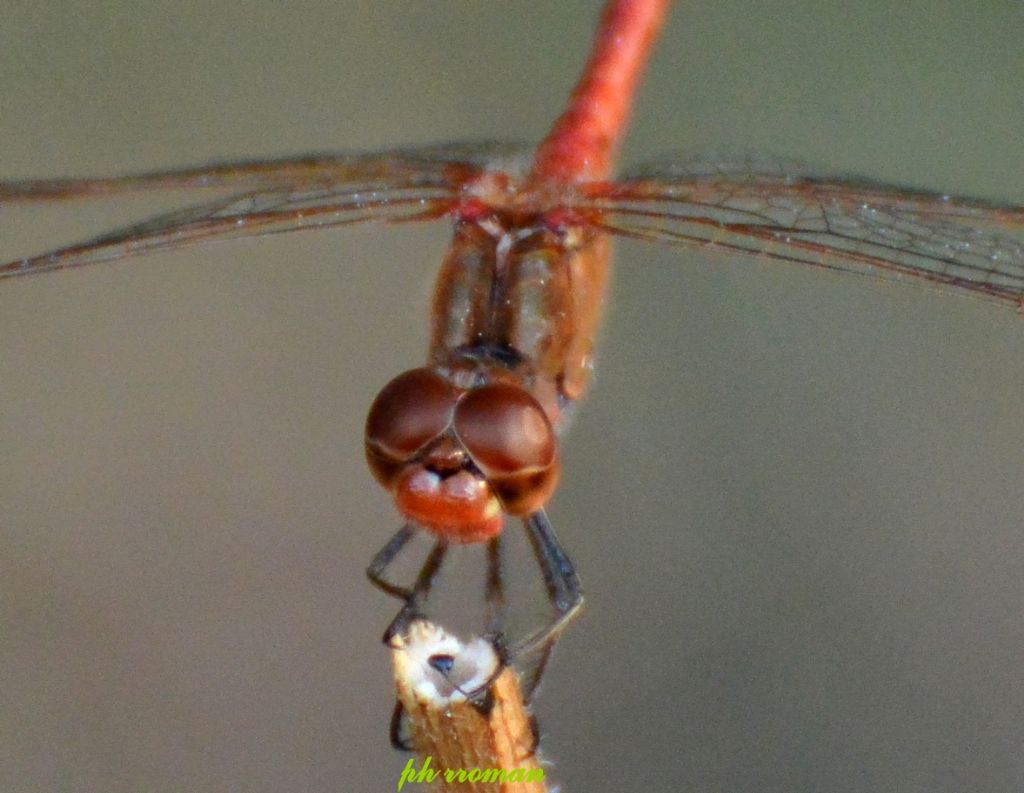 Crocothemis o Sympetrum? Sympetrum meridionale, maschio