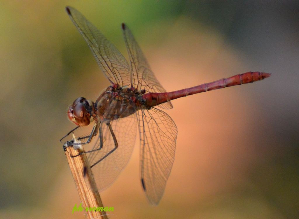 Crocothemis o Sympetrum? Sympetrum meridionale, maschio