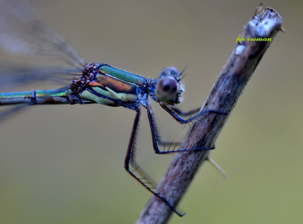 Chalcolestes viridis, f.