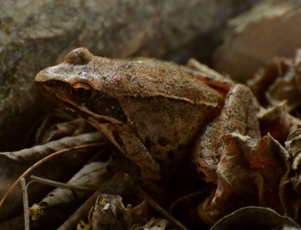 Rana di Lataste? Rana dalmatina