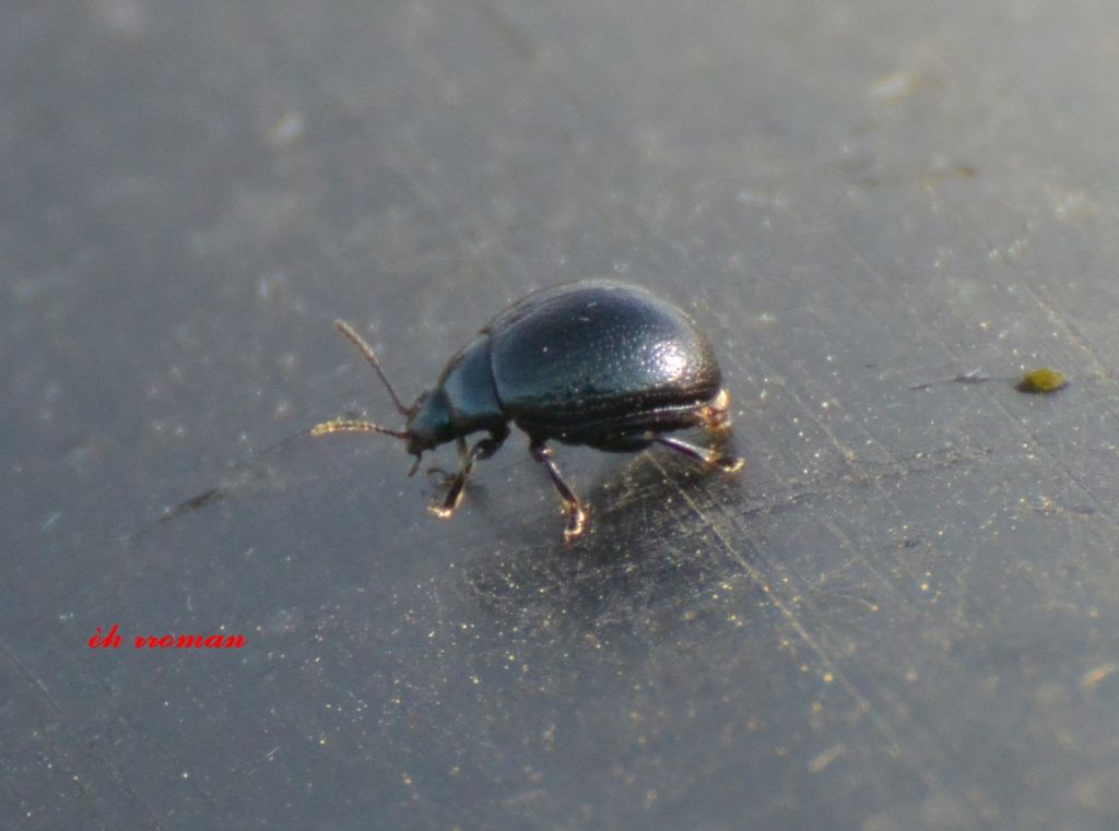 Timarcha tenebricosa? No, Chrysolina haemoptera