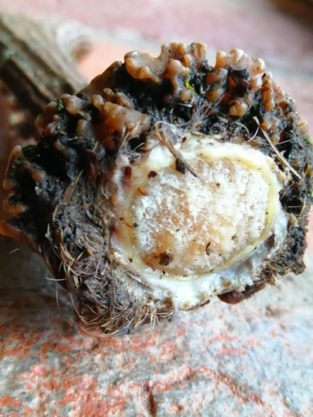 presso palchi di capriolo: Mucilago crustacea, immatura