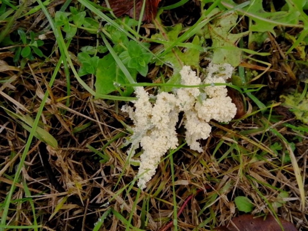 presso palchi di capriolo: Mucilago crustacea, immatura