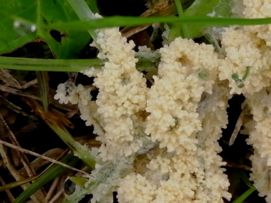 presso palchi di capriolo: Mucilago crustacea, immatura