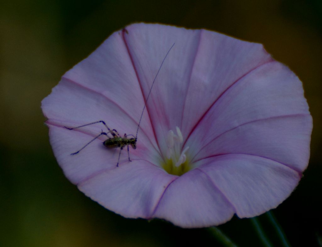 neanide di Phaneroptera sp. (cfr.)